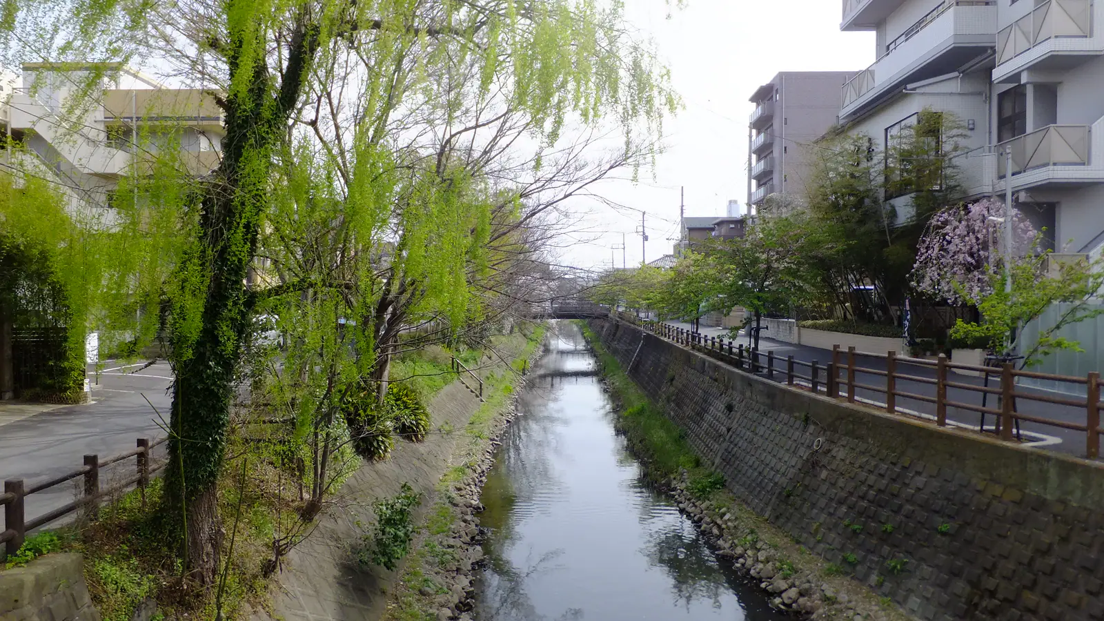 Sakagawa river and cherry blossoms in Matsudo
