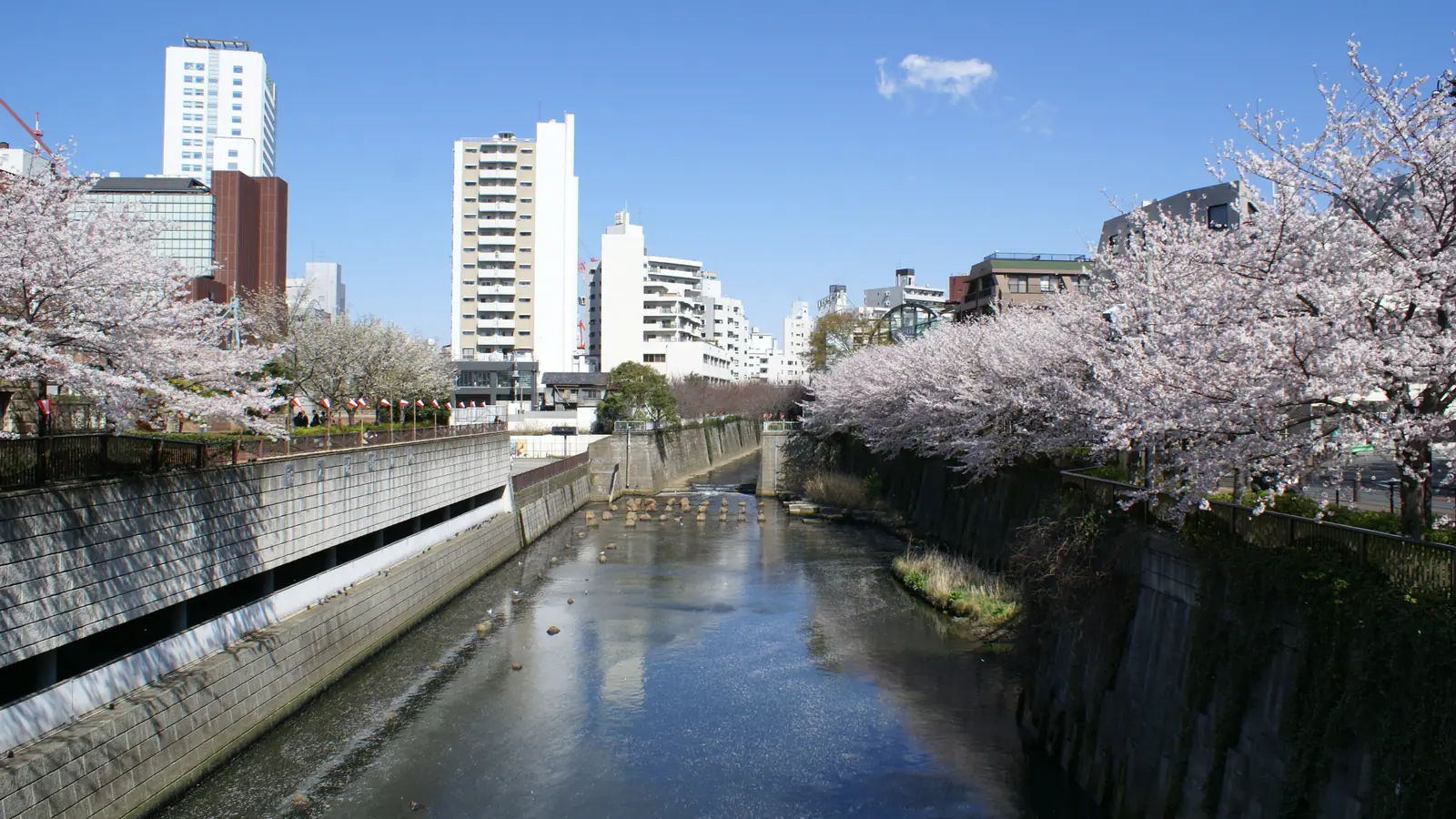 Cherry blossoms along the Meguro River in Nakameguro, Tokyo