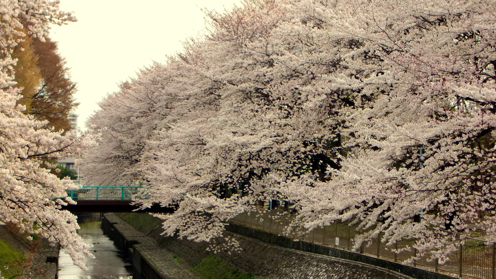 Cherry blossoms in Wadabori Park, Suginami