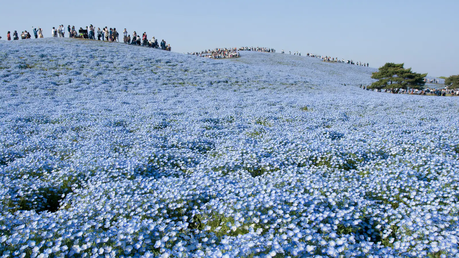 Rolling hills of blue nemophila flowers at Hitachi Seaside Park, Ibaraki
