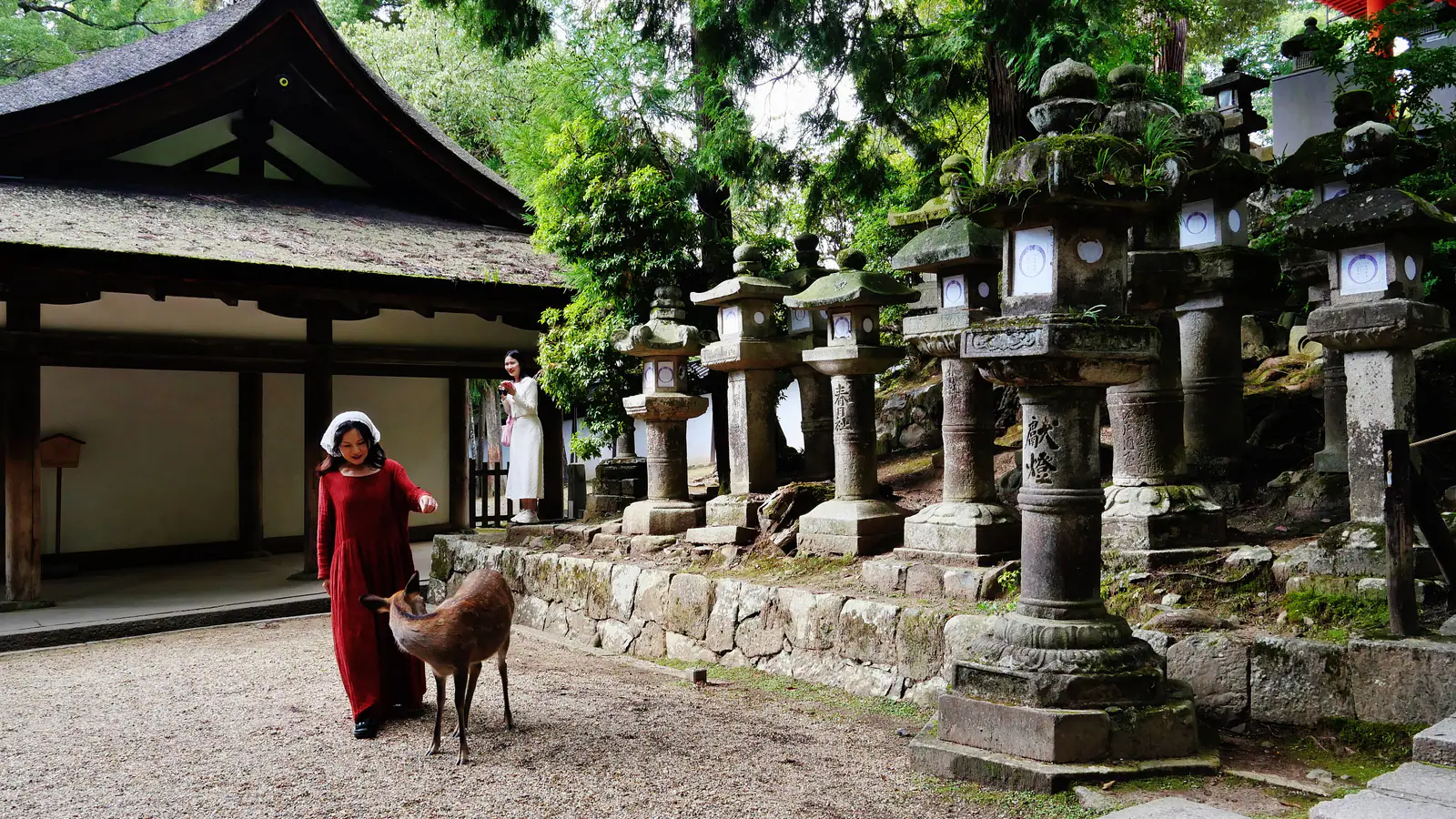 Stone lanterns and deer at Kasuga Taisha shrine in Nara