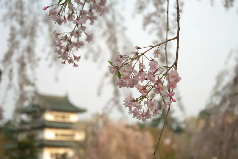 Hirosaki Castle keep with cherry blossoms in Hirosaki, Aomori Prefecture