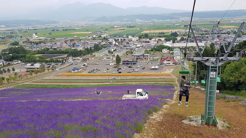 Rolling lavender fields in bloom near Furano, Hokkaido