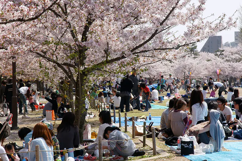 Himeji Castle framed by cherry blossoms, western Hyogo