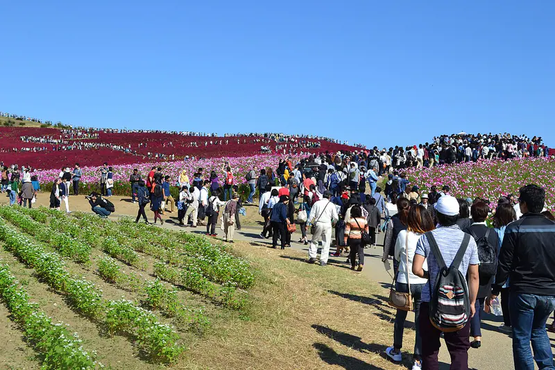 The red kochia hills of Hitachi Seaside Park in autumn, Ibaraki