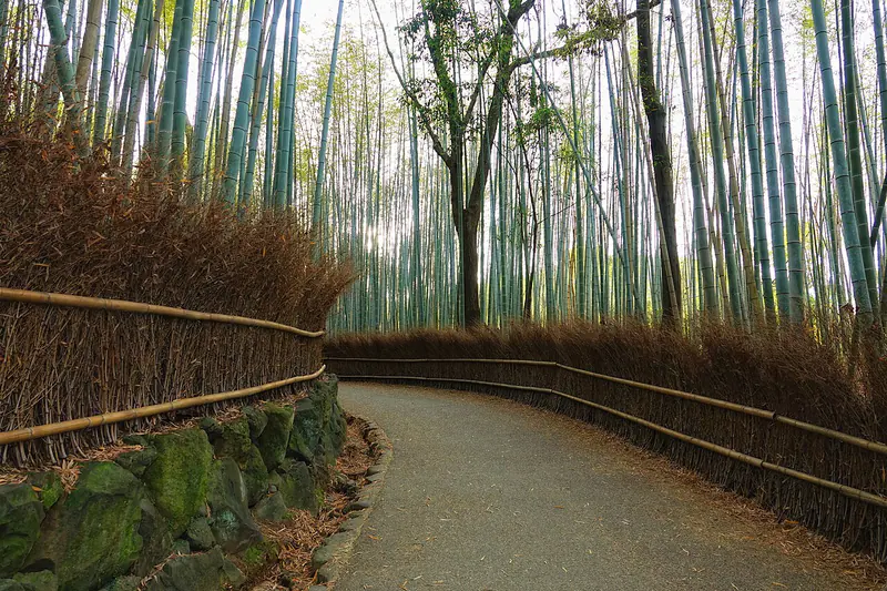 The bamboo grove of Arashiyama in western Kyoto