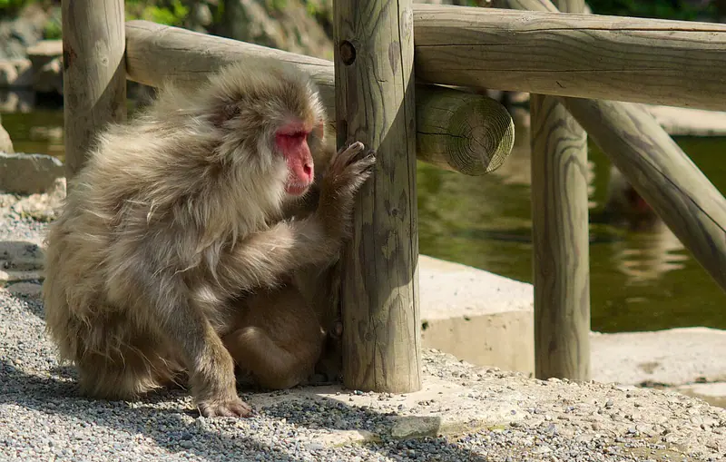 Wild snow monkeys in the hot-spring pools of Jigokudani, Nagano