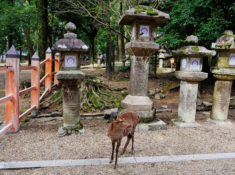 Bronze and stone lanterns with deer at Kasuga Taisha, Nara