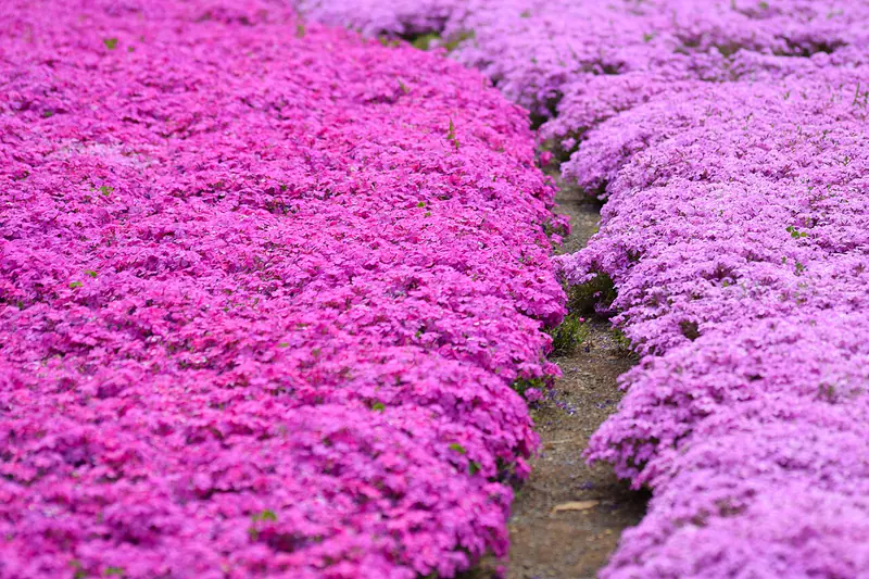 Pink shibazakura moss phlox fields below Mount Buko in Chichibu, Saitama