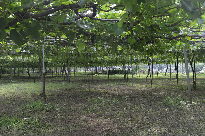 Vineyards in Katsunuma, the heart of Japanese wine country, Yamanashi