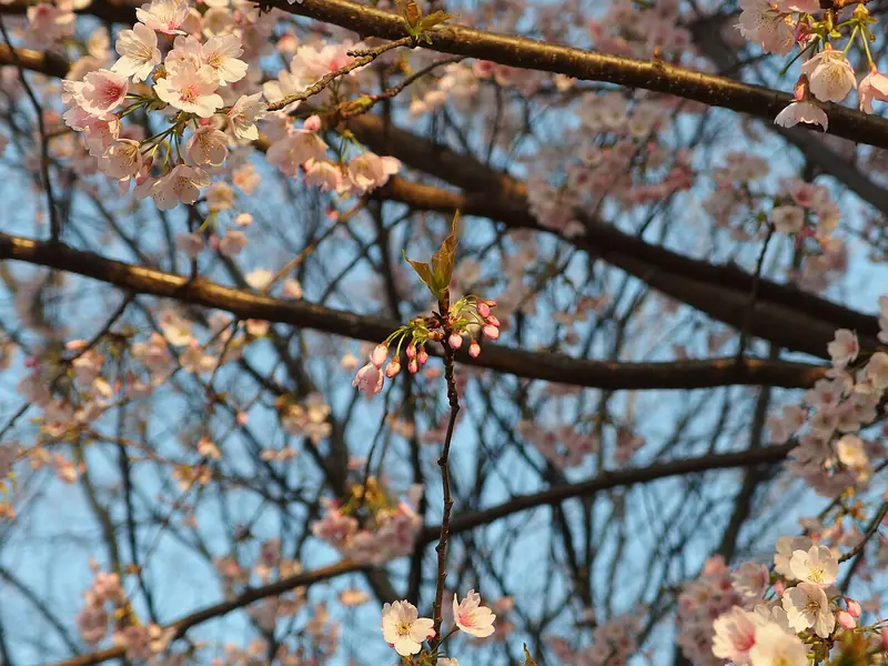 Cherry blossoms in bloom at Ueno Park