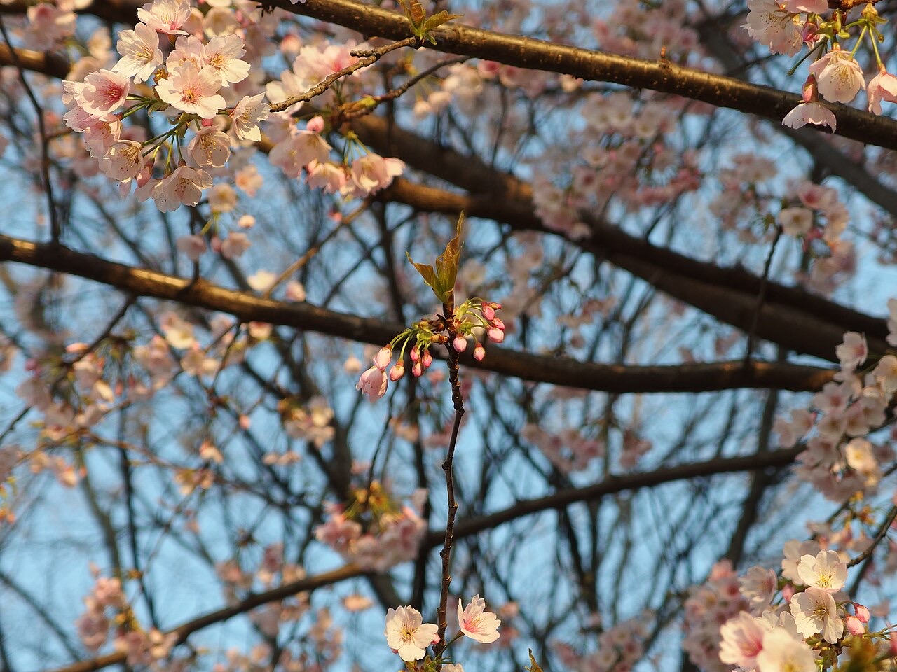 Cherry blossoms in bloom at Ueno Park